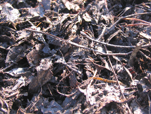 落葉や落枝が、腐植してできた腐葉土