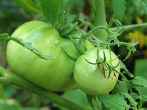 家庭菜園に、一番人気のトマト
