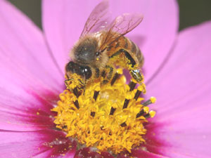 ミツバチによる虫媒授粉