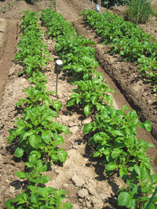 ジャガイモは、日光に当たると緑色になり、ソラニンという毒素が生じる。地表に芋が出ないように土寄せが必要