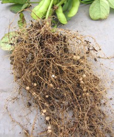 マメ科植物は、根に付く根粒菌が大気中の窒素を固定して、土壌を肥沃化することから、輪作に取り入れられることがある