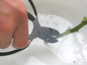 水中で茎を斜めに切る「水切り」