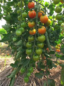 露地栽培のミニトマト