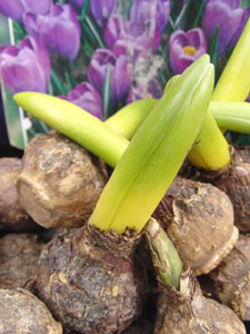 チューリップの球根は、低温処理によって、到花日数を調節できる