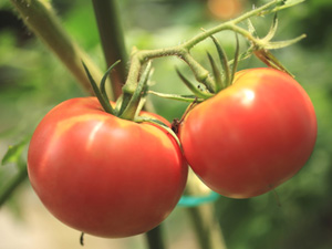 トマト等のナス科植物は連作に弱い、作付けは4～5年あける事