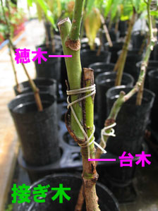 穂木には、増やしたい植物の枝や芽を使う