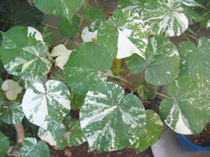 葉が部分的に白化した斑入りの植物
