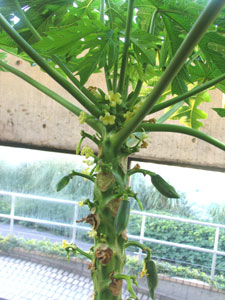 台湾で開発された矮性パパイヤ「紅妃」は、樹高1メートル程度にとどまる