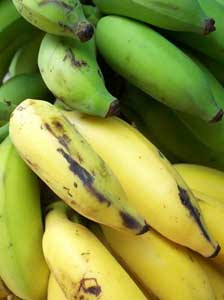 収穫後、後熟過程を経て流通するバナナ