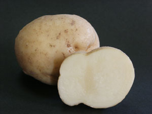 ジャガイモは、地下茎が養分を蓄えて肥大し、塊状になった塊茎と呼ばれる器官