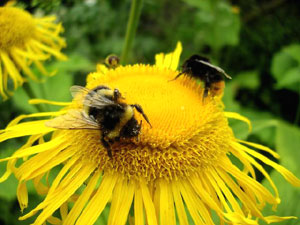 ミツバチなどの虫媒によって、自然交雑が起こることが多い