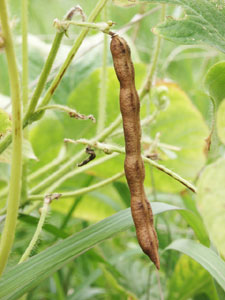 成熟すると、サヤがはじけて二片に分かれる莢果（きょうか） 。写真は小豆。