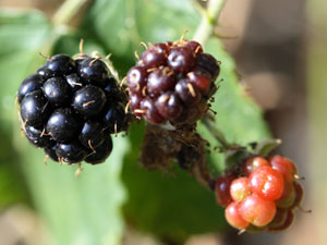 石果（核果）が多数集まって出来た、ブラックベリーの果実