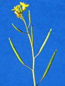 アブラナ科植物の角果は、細長い形状が特徴的な長角果