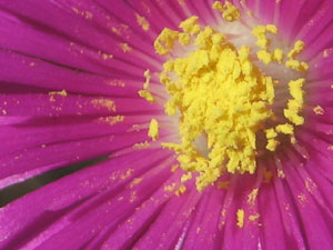 花粉を食物とする生き物は多い