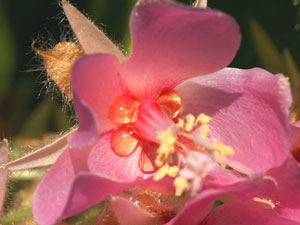 蜜を分泌するドンベア（ドンベヤ）の花