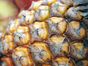 パイナップルなどのアナナス科植物は、複数の子房が集まった複合果をつくる
