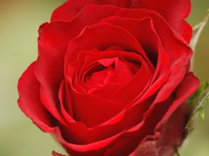 赤いバラの色素は、花青素（かせいそ）である