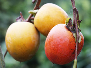 渋柿に含まれる渋味成分のタンニンには、強い殺菌効果がある