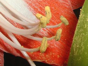 ヤクは、花粉の詰まった袋のような形状をしている